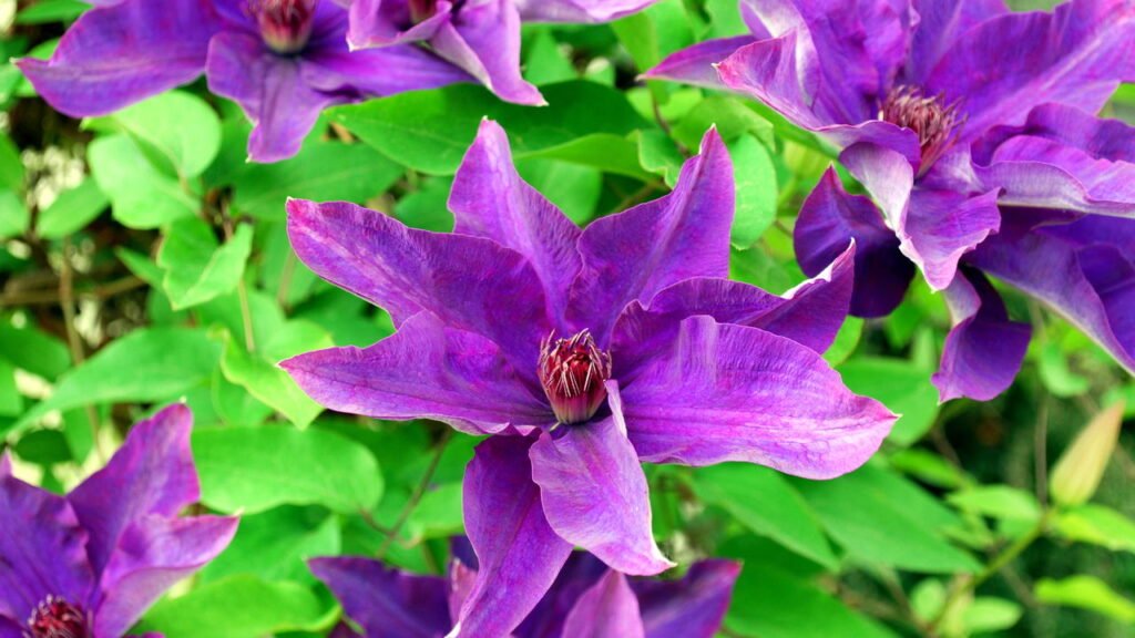 Essa planta vai transformar sua varanda sem esforço