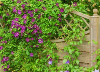 A planta trepadeira pouco conhecida que embeleza seu jardim com flores incríveis