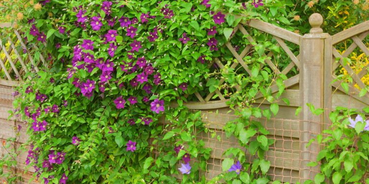 Clematis - Créditos: depositphotos.com / doethion