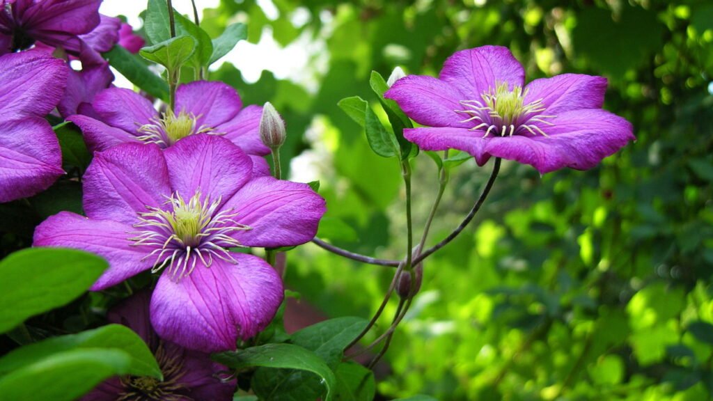 A flor trepadeira que encanta, cresce fácil e dura o ano inteiro