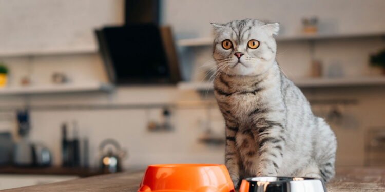 Veterinários alertam sobre um hábito comum que prejudica a saúde do seu gato