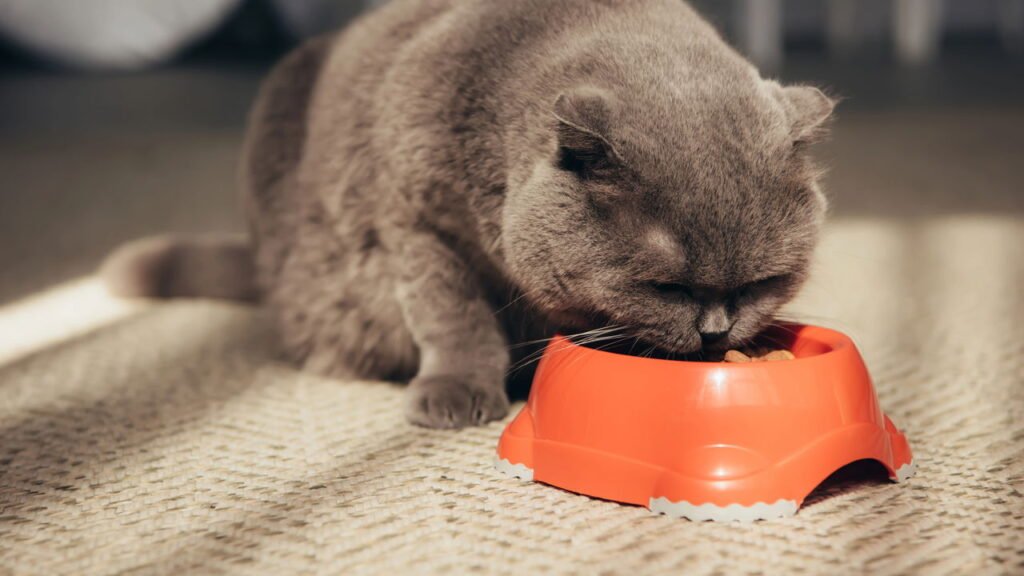 Veterinários alertam sobre um hábito comum que prejudica a saúde do seu gato