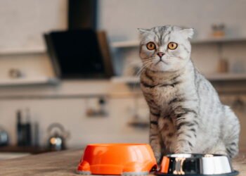 7 alimentos humanos permitidos e 5 proibidos para gatos segundo especialistas