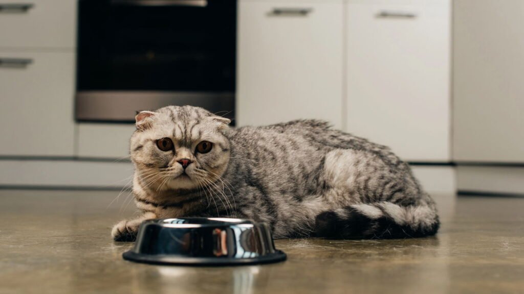 7 alimentos humanos permitidos e 5 proibidos para gatos segundo especialistas