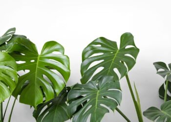 Essa planta popular pode estar por trás da presença de baratas na sua casa