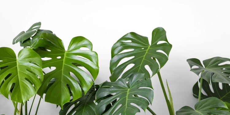 Costela de adão - Créditos: depositphotos.com / kseniasol