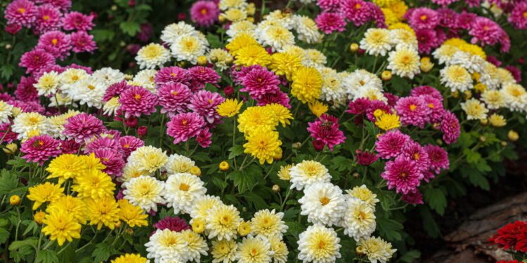 As melhores flores para cultivar no inverno e manter a beleza do jardim