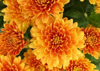 Flores perfeitas para o clima de agosto e cuidados para o cultivo ideal