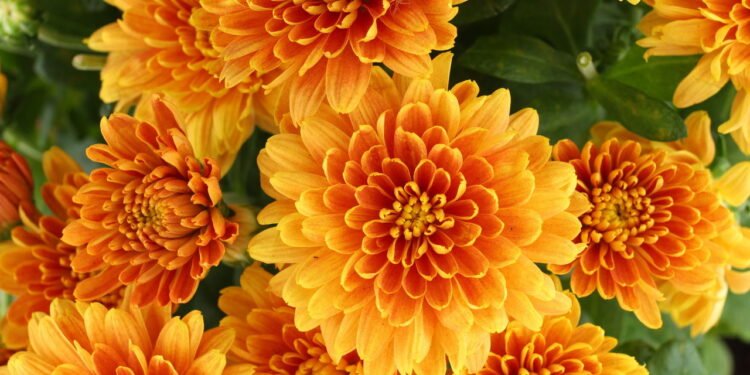 Flores perfeitas para o clima de agosto e cuidados para o cultivo ideal