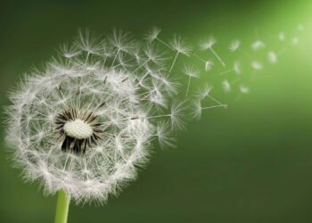 Como cultivar essa planta e colher saúde do seu próprio jardim