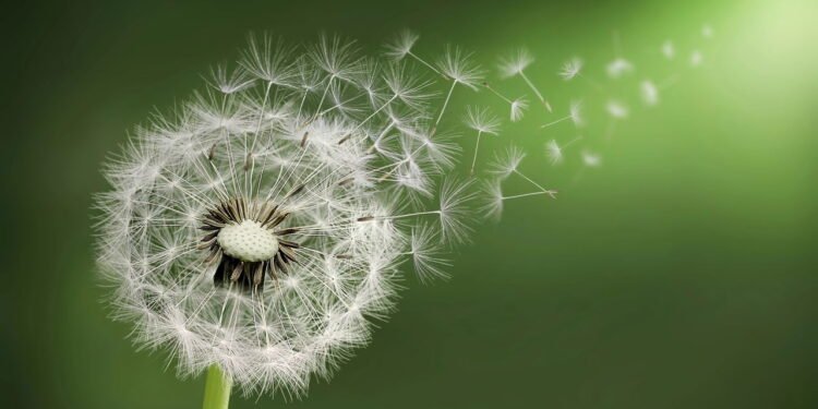 Como cultivar essa planta e colher saúde do seu próprio jardim