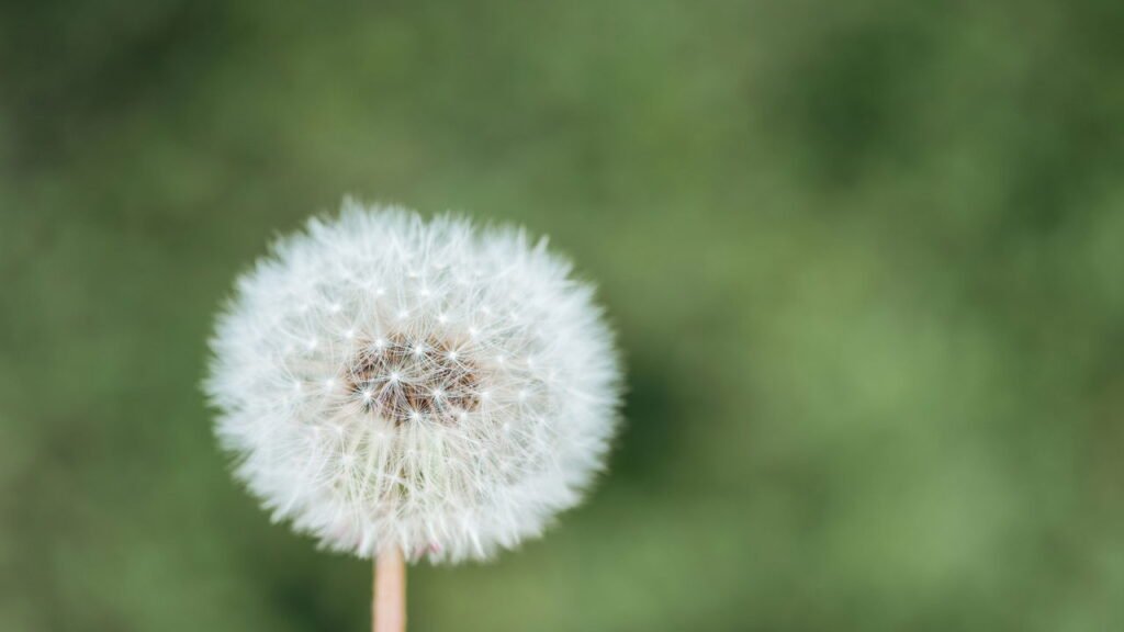 Como cultivar essa planta e colher saúde do seu próprio jardim