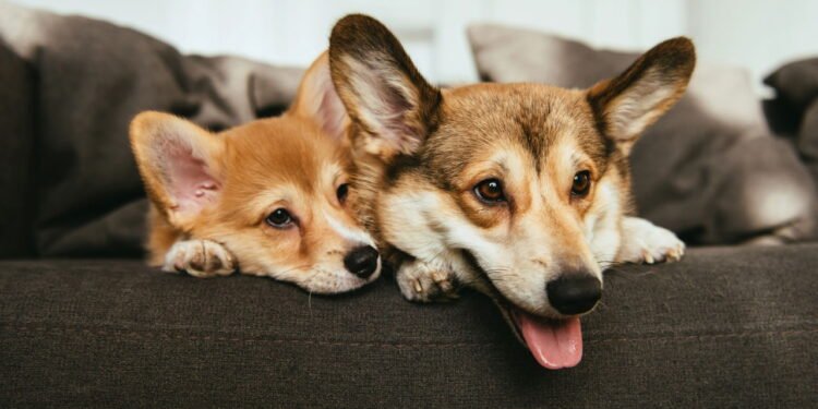 O melhor jeito de viajar com pet sem dor de cabeça e sem erro