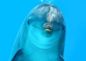 Como os golfinhos dormem com metade do cérebro acordada?