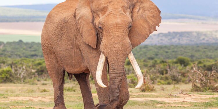 Elefante // Créditos: depositphotos.com / zambezi