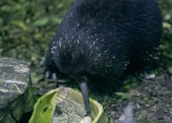 Animal misterioso volta a ser visto após seis décadas