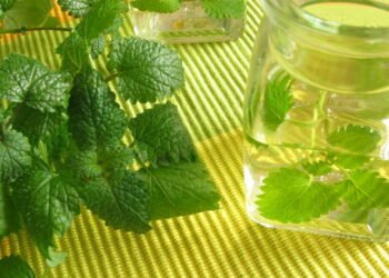 Plantar erva-cidreira é fácil e vai revolucionar suas noites de descanso