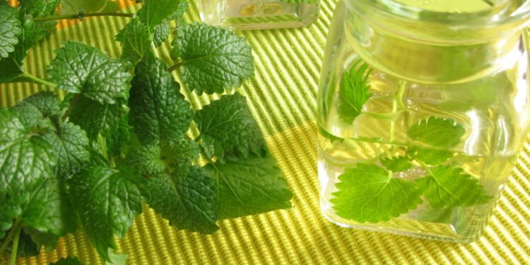 Plantar erva-cidreira é fácil e vai revolucionar suas noites de descanso