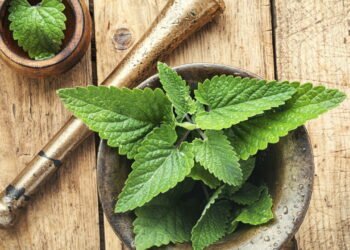 Cultive a planta que vai te dar noites perfeitas e bom humor!