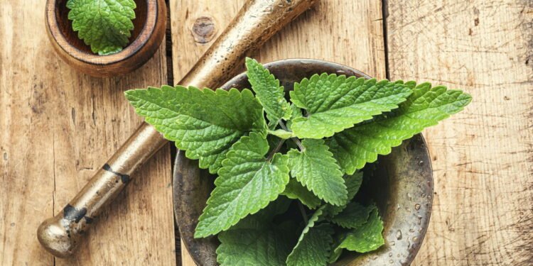 Erva-cidreira - Créditos: depositphotos.com / Nikolay_Donetsk