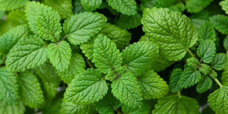 Erva-cidreira - Créditos: depositphotos.com / duskbabe