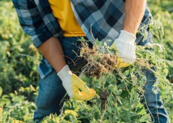 Misture esses 3 ingredientes simples e acabe com as ervas daninhas do jardim