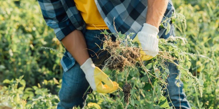 Misture esses 3 ingredientes simples e acabe com as ervas daninhas do jardim