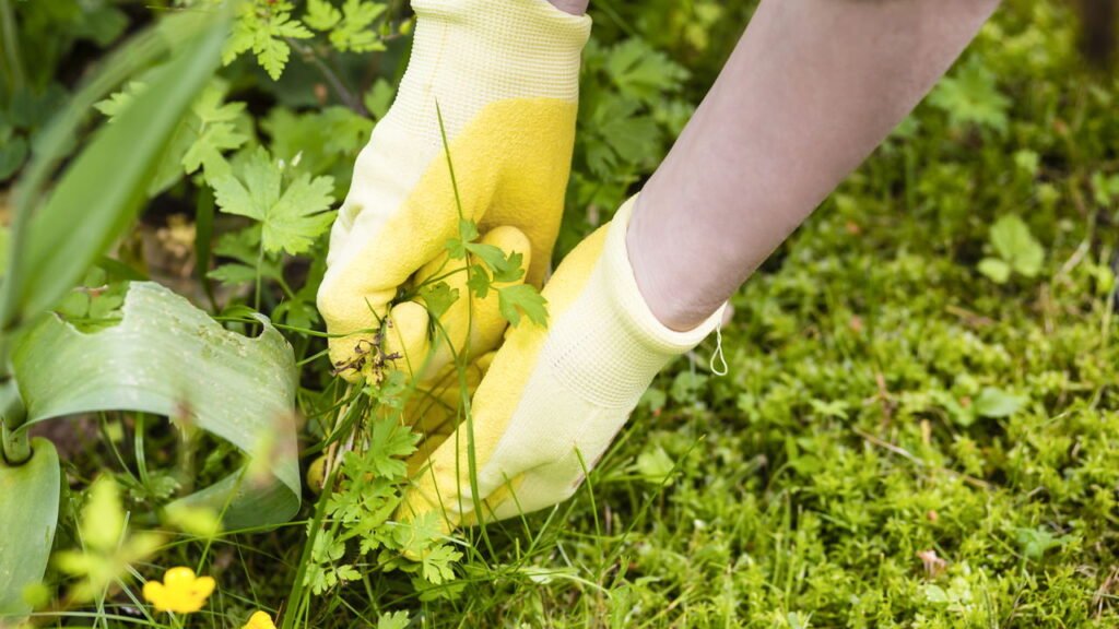 Misture esses 3 ingredientes simples e acabe com as ervas daninhas do jardim