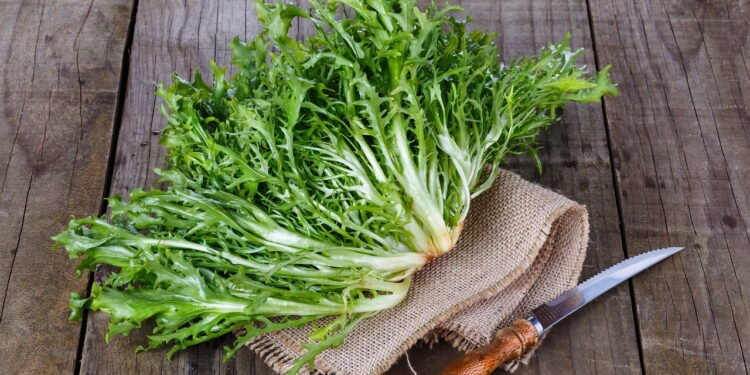 Escarola - Créditos: depositphotos.com / Yulia_von_Eisenstein