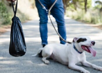 Por que recolher as fezes do seu Cão é mais importante do que parece
