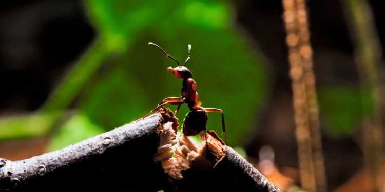 O truque natural que está viralizando entre quem quer casa livre de formigas