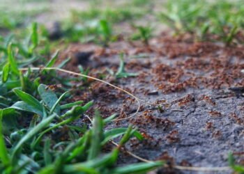 Soluções naturais para acabar com formigas no jardim de forma segura