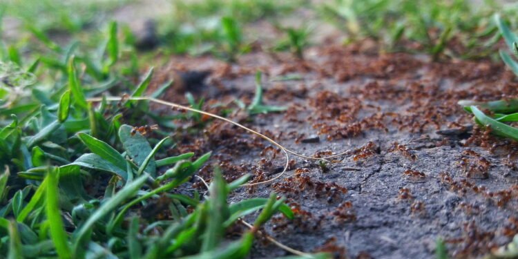 Soluções naturais para acabar com formigas no jardim de forma segura