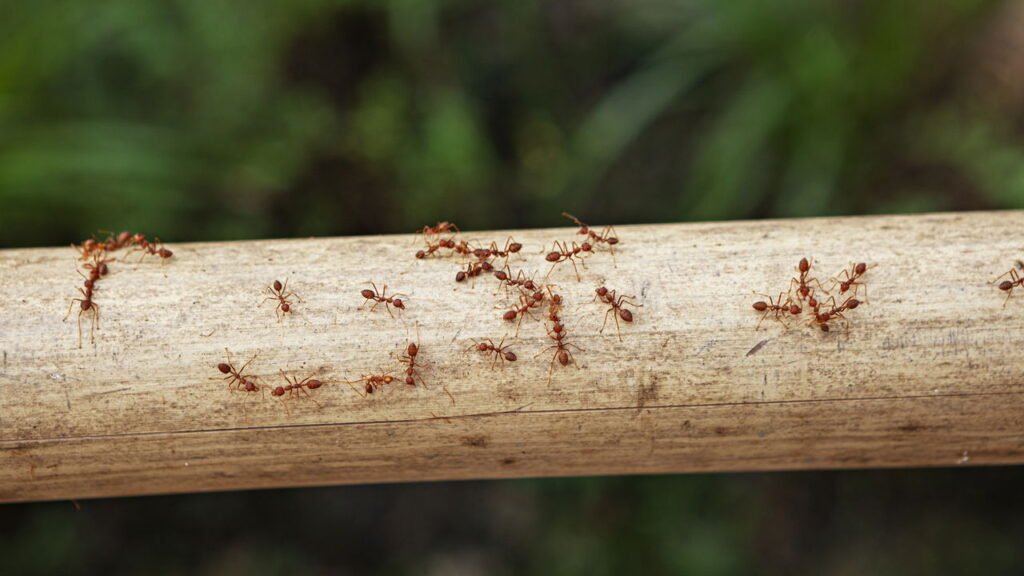 Soluções naturais para acabar com formigas no jardim de forma segura