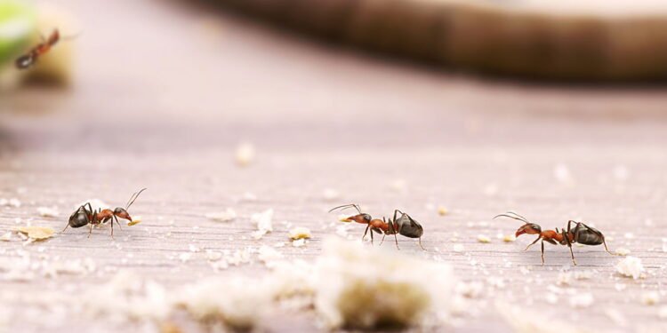 Formigas - Créditos: depositphotos.com / robertohunger