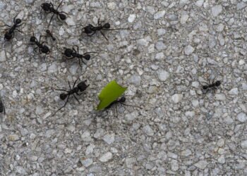 Este ingrediente da sua cozinha pode acabar com formigueiros