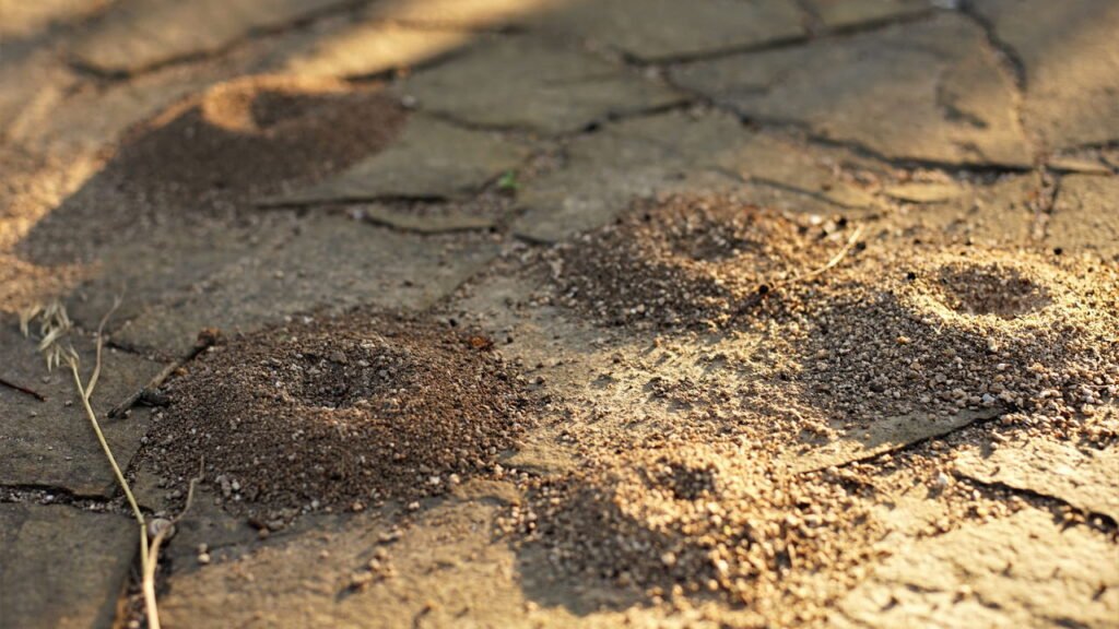 Este ingrediente da sua cozinha pode acabar com formigueiros
