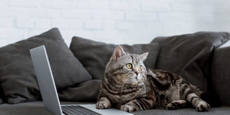 5 formas simples de remover pelos de gato do sofá