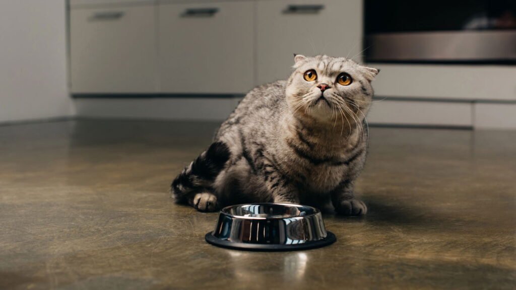 O que os gatos nunca esquecem sobre seus donos pode surpreender