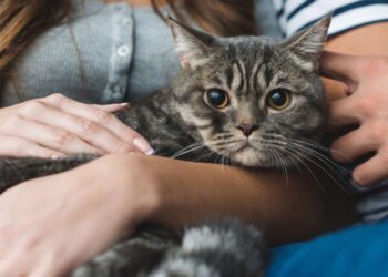 O que o seu gato está dizendo? Aprenda a linguagem dos felinos