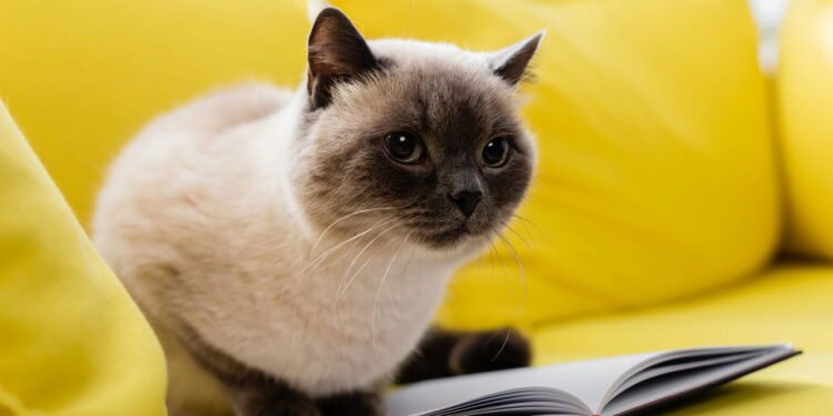 5 formas silenciosas que os gatos usam para mostrar amor