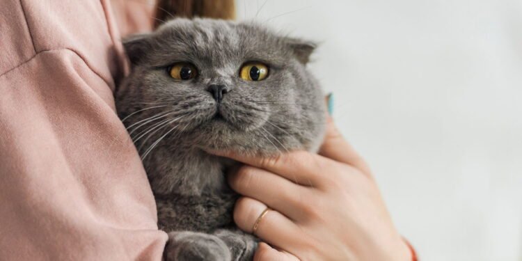 A melhor forma natural de tirar cheiro de urina de gato em casa