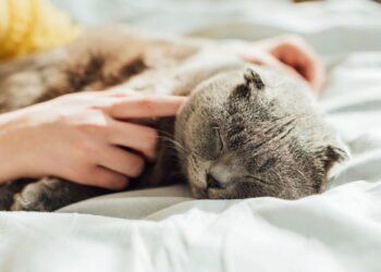 5 sinais de que seu gato está com frio dentro de casa