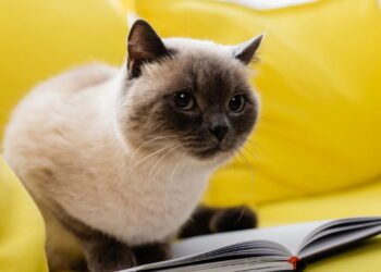 O que significa você amar acariciar gatos, segundo a psicologia