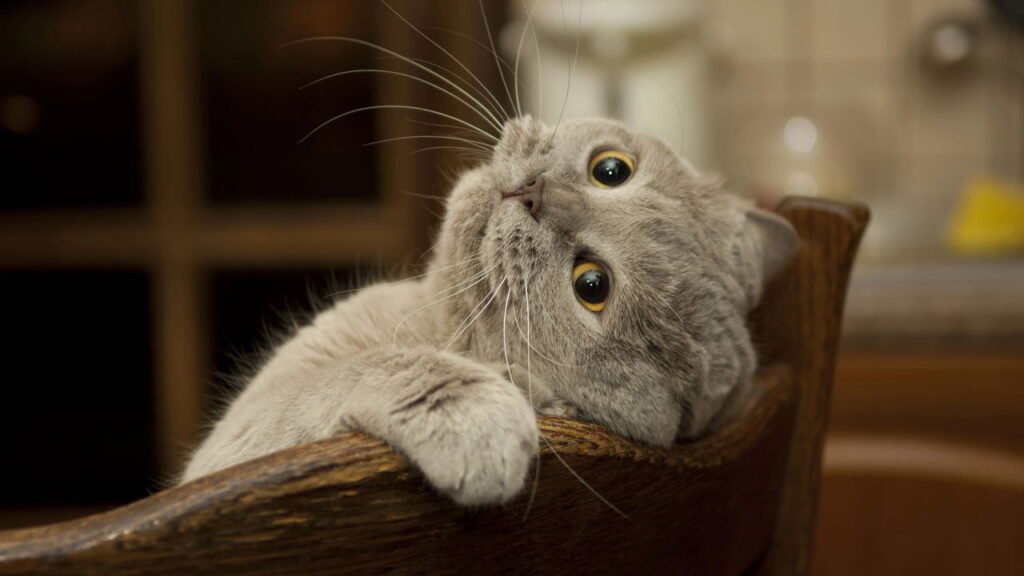 O que significa quando seu gato morde você segundo veterinários