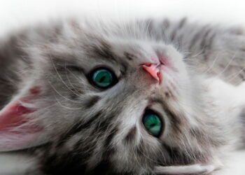 O que significa não gostar de gatos, segundo a psicologia