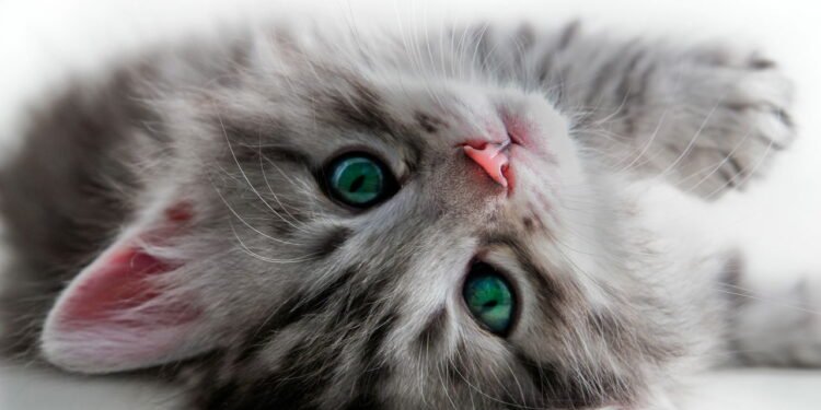 O que significa não gostar de gatos, segundo a psicologia