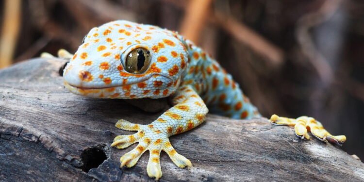 A surpreendente habilidade sensorial dos répteis revelada pela ciência