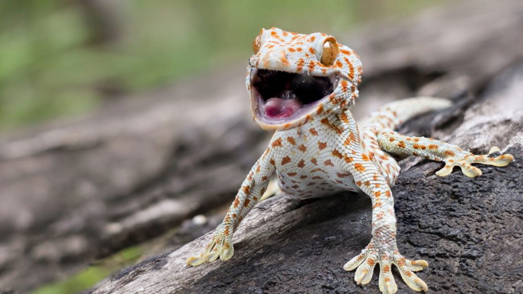 O que significa quando lagartixas começam a aparecer em casa?