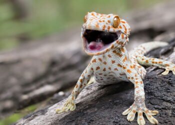 O que significa quando lagartixas começam a aparecer em casa?